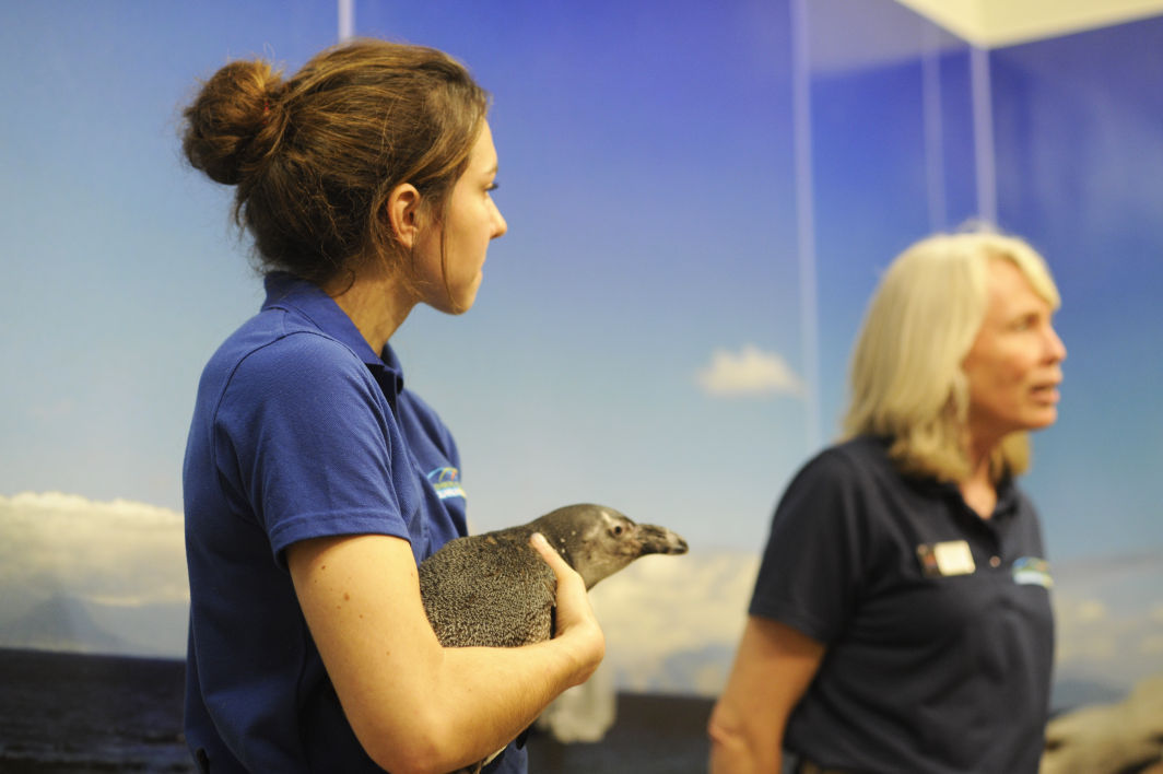 penguin_gso_encounter015.JPG